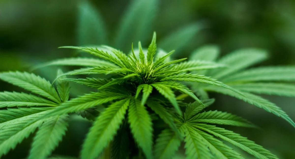 USA: Co czwarty kierowca, który zginął w wypadku, był pod wpływem marihuany. Naukowcy ostrzegają przed skutkami legalizacji