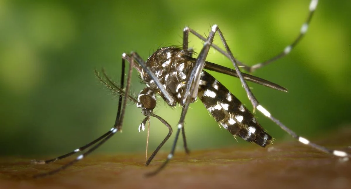 Polscy naukowcy opracowali technologię zapobiegania zakażeniom wirusem Zika