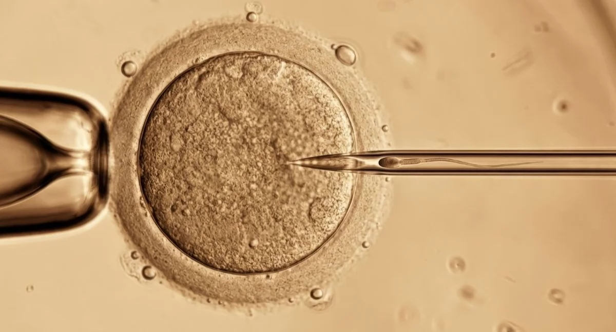 Precedensowa sprawa. Sąd Najwyższy i zarodek in vitro rozwodzącej się pary