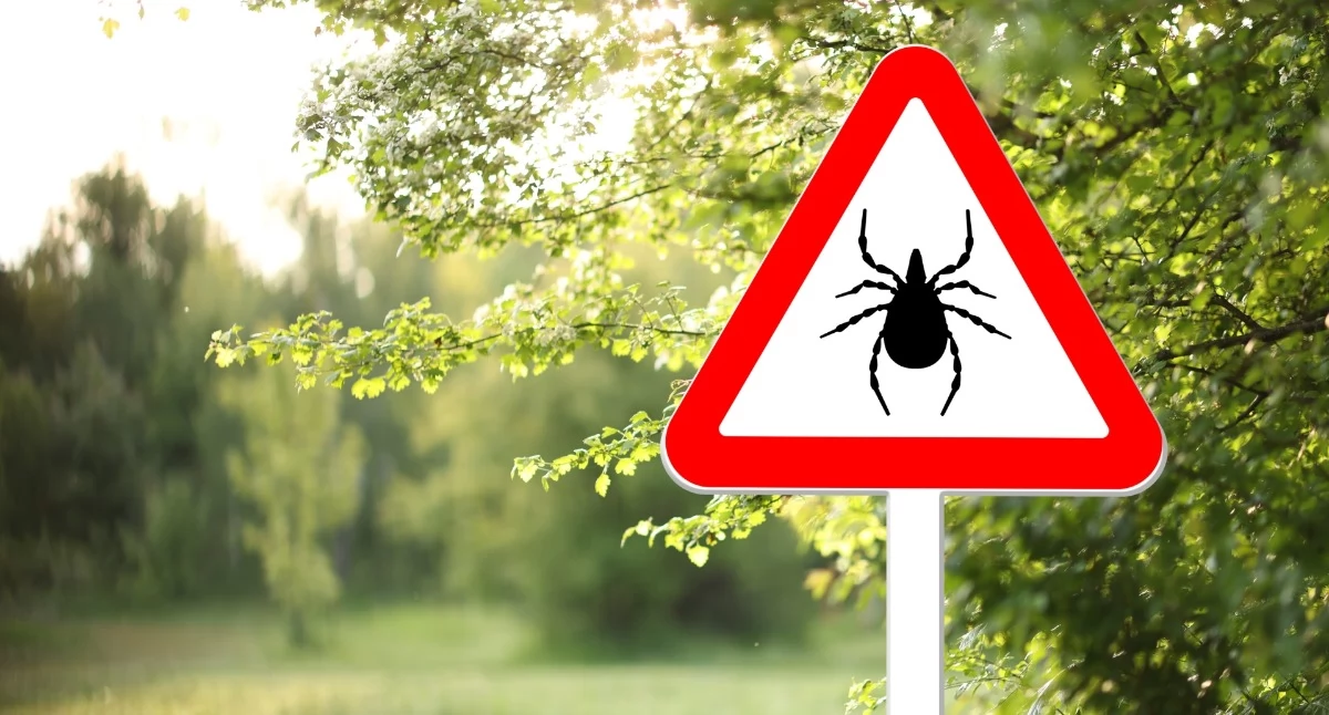 Kleszczowe zapalenie mózgu. Wiosną rośnie ryzyko, a objawy łatwo pomylić z infekcją
