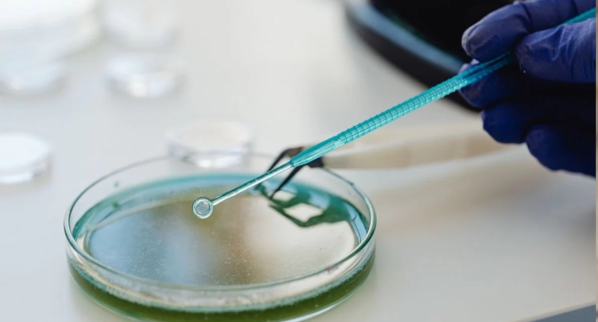 Jest nowa potencjalna terapia genowa dystrofii mięśniowej Duchennea