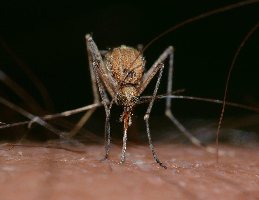 FDA zatwierdza test diagnostyczny w kierunku przeciwciał wirusa Zika
