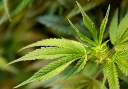 Marihuana na receptę, ale nadal traktowana jak narkotyk