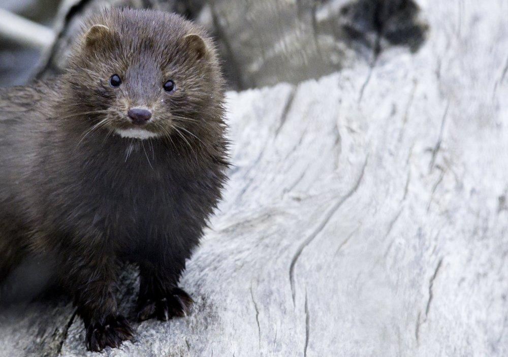 Dania. Koronawirus na fermach norek. Wirus zmutował