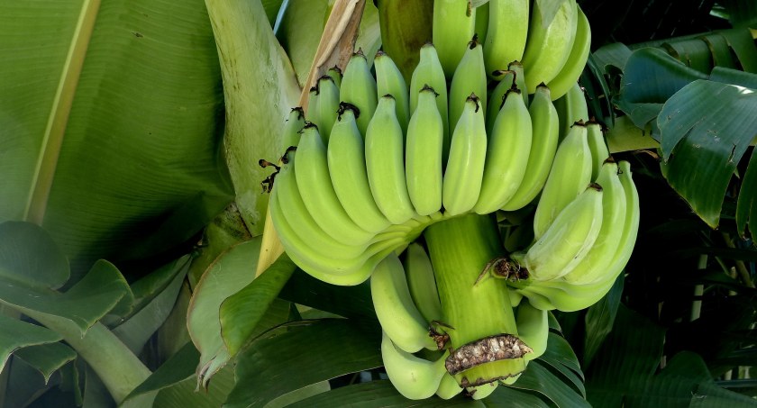 Skrobia w zielonych bananach zabezpiecza przed niektórymi nowotworami