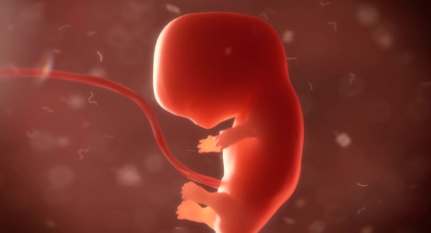 Nowy rodzaj komórek pomoże w badaniach rozwoju człowieka