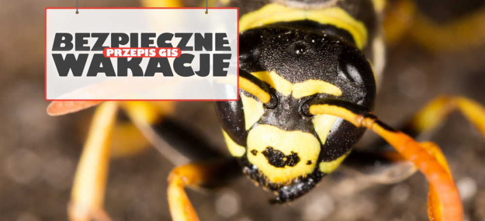 GIS radzi jak się zachować po użądleniu przez pszczołę lub osę