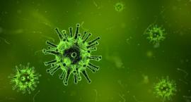 Krztusiec występuje w epidemiach co 4 - 5 lat, ale nie w 2020