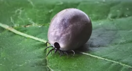 Lekarze PPOZ apelują o szczepienie się przeciwko kleszczowemu zapaleniu mózgu