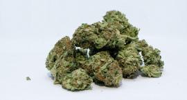 Medyczna marihuana już dostępna w Polsce