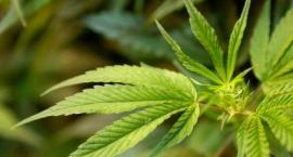 Marihuana na receptę, ale nadal traktowana jak narkotyk