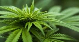 Medyczna marihuana może w niewielkim stopniu zwiększać ryzyko zaburzeń rytmu serca
