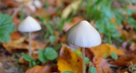 Australia. Grzyby halucynogenne i tabletki ecstasy będą dozwolone do użytku medycznego