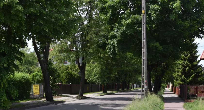 Powiat chce wyciąć 43 drzewa na Lipowej w Sokołowie Podlaskim