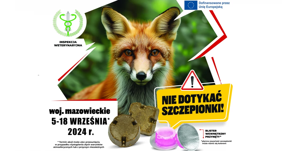Rusza jesienne szczepienie lisów przeciwko wściekliźnie
