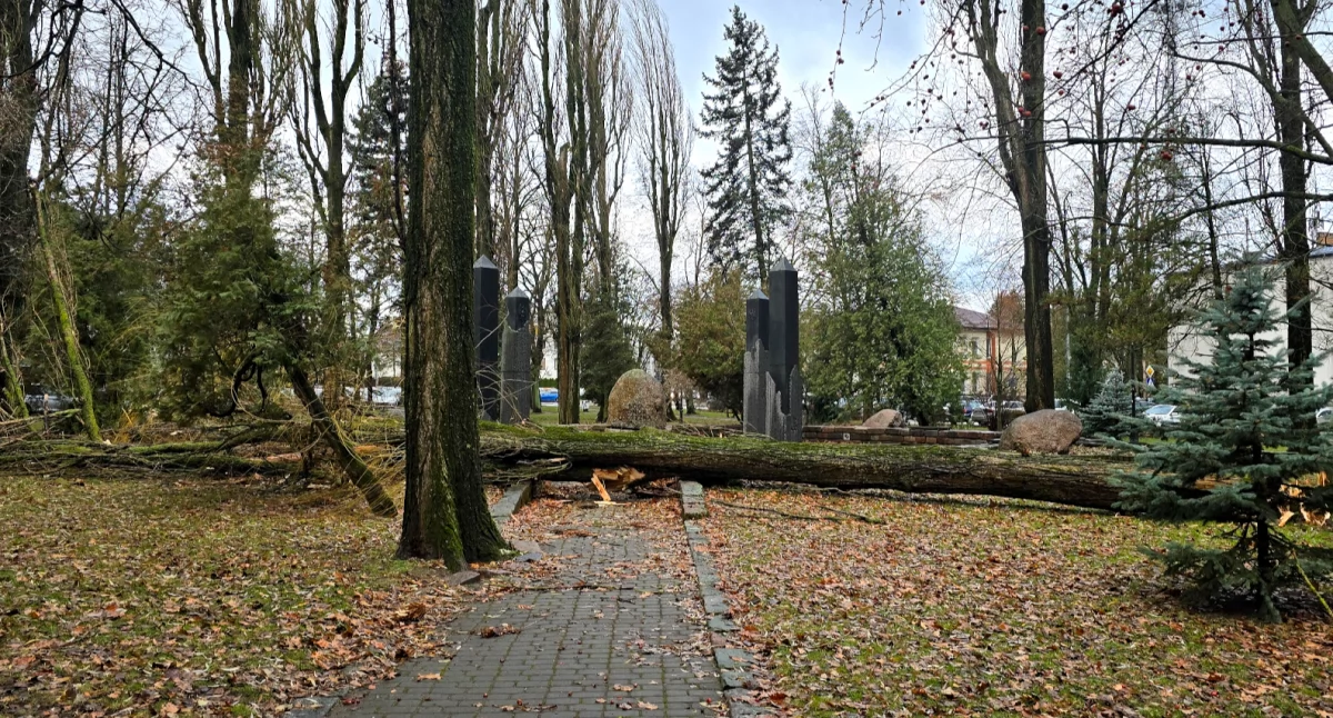 Uwaga, w powiecie silnie wieje i wiać może nawet do wtorkowego wieczoru!
