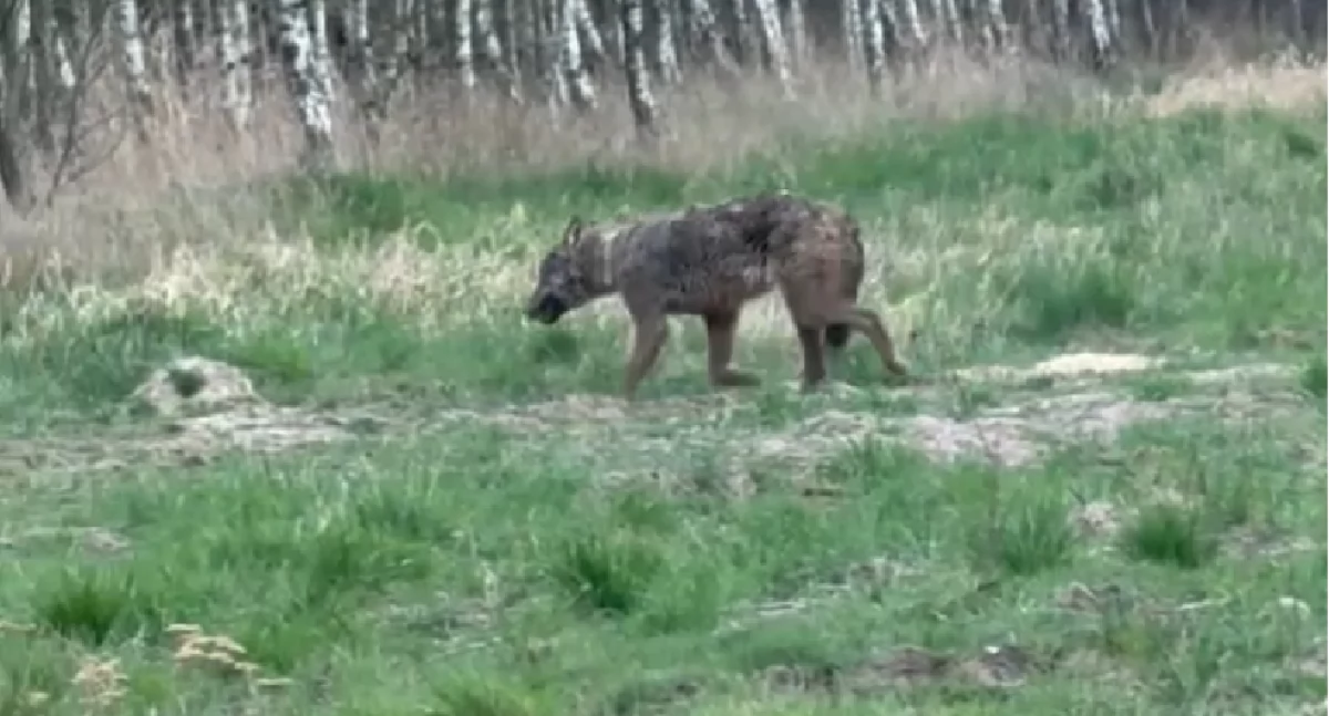 Pracownicy budowy i dzielnicowy uratowali wilka, przydała się koparka