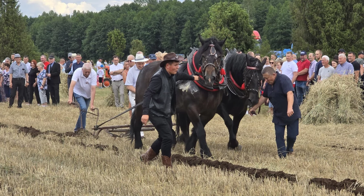 Pokaz dawnych żniw i festyn w Dzierzbach przyciągnęły prawdziwe tłumy