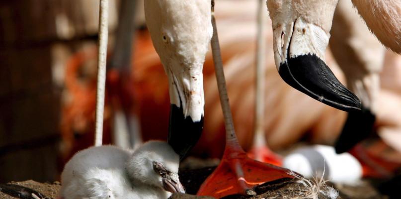 To pierwsze takie narodziny w historii! W polskim zoo...