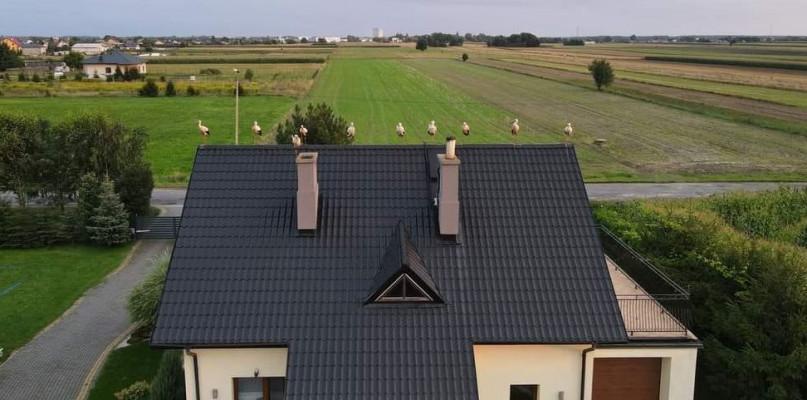Bociany wyczuły, że już koniec lata...