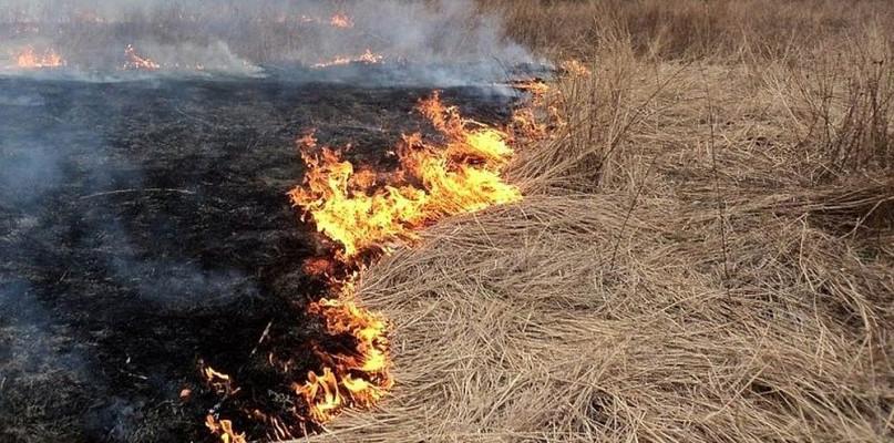 Wypalanie traw trwa. Kiedyś zginęła przez to staruszka z gminy Jabłonna.