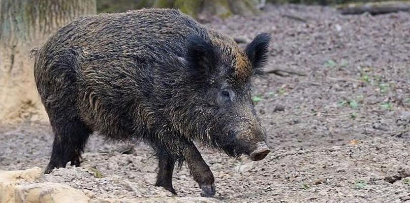 Ile dzików odstrzelono w 2020 roku w powiecie sokołowskim?