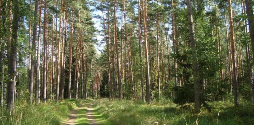 Popadało, Nadleśnictwo Sokołów cofa zakaz wstępu do lasów
