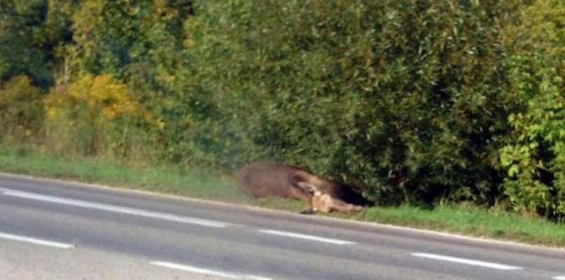 Pasażerom corolli nic się nie stało, łoś zginął