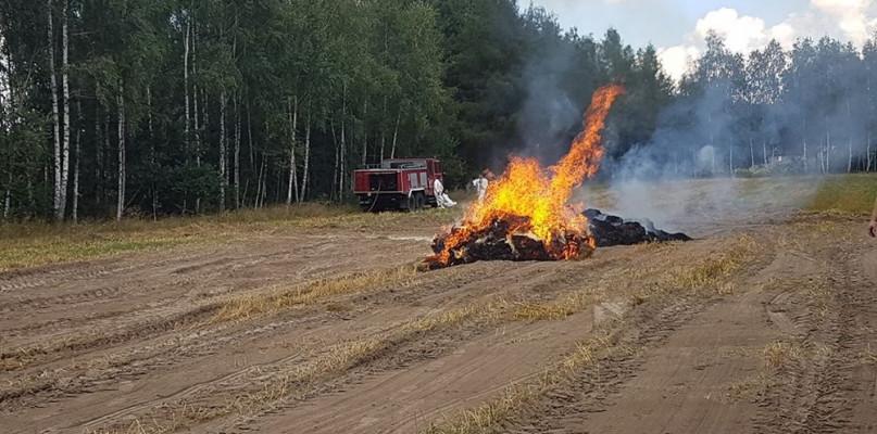 Drugie ognisko ASF w powiecie sokołowskim