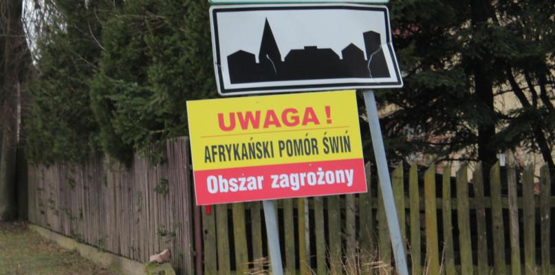 Wykryto ASF w małym gospodarstwie w Krzemieniu-Wsi
