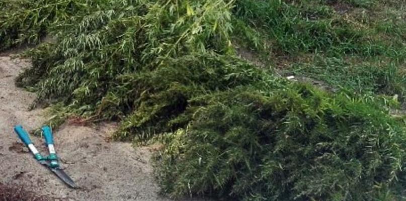 Sokołowscy policjanci odkryli plantację konopi indyjskich