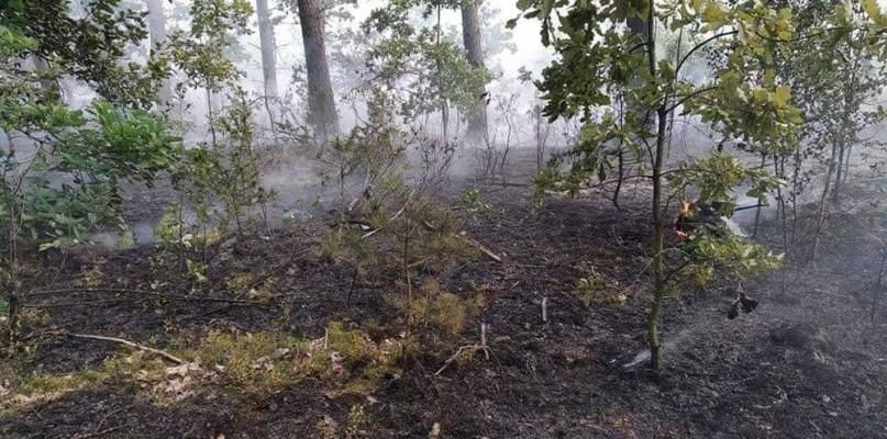 Po uderzeniu pioruna zapalił się las w Starej Maliszewie