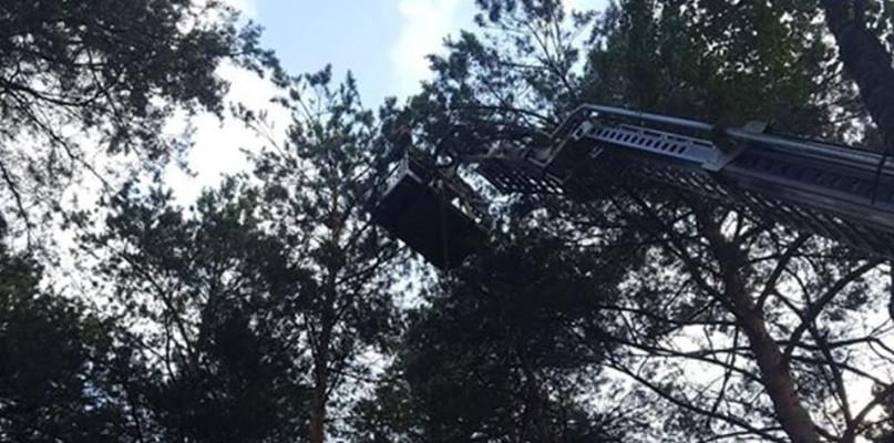 Nietypowa akcja OSP. Ściągali kota z bardzo wysokiego drzewa!
