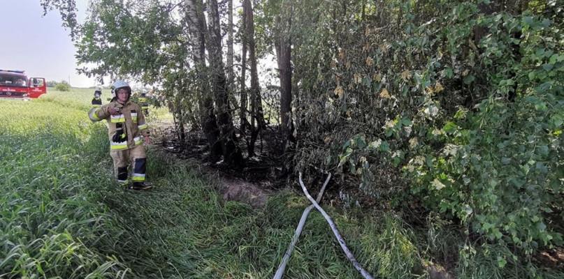 Pożar w lesie wywołało pochylone drzewo