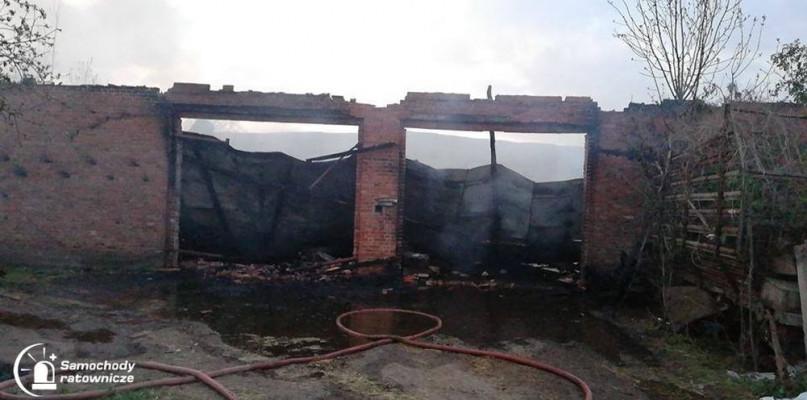 Duży pożar obory w Grzymałach, padło 15 sztuk bydła