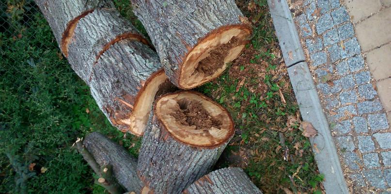 Na Bulwarze nad Cetynią pojawi się nowa zieleń