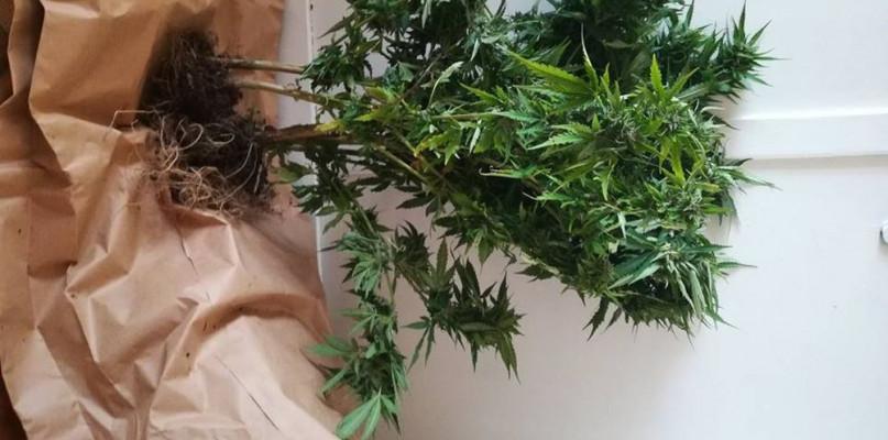 Na działce założył sobie nielegalną plantację