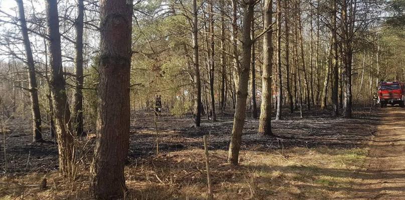 Spłonęło 7 hektarów lasu i nieużytków oraz domek letniskowy