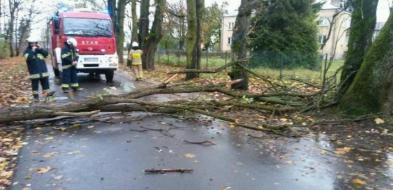 Wichura w powiecie sokołowskim powaliła wiele drzew