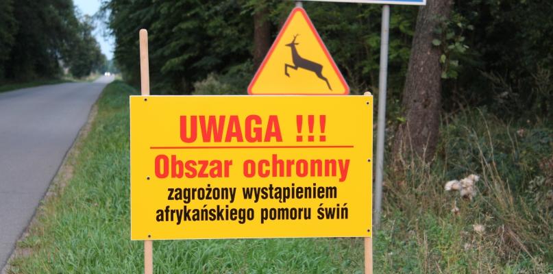 Jeśli ASF do nas dotrze, grozi gospodarczą katastrofą