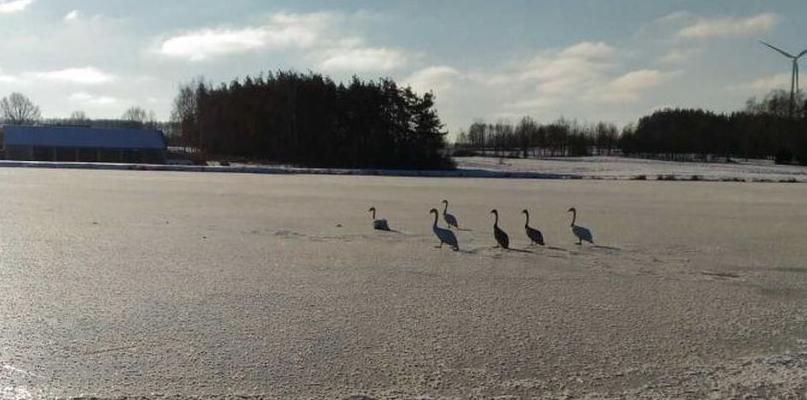 Niewiadoma. Strażacy uratowali przymarznięte łabędzie.
