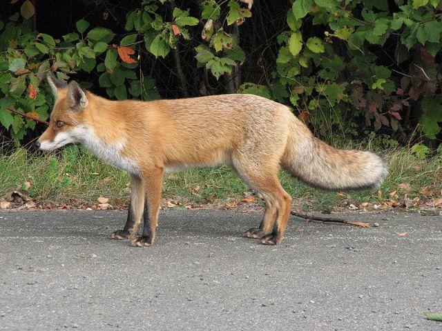 Jesienne szczepienie lisów na Mazowszu