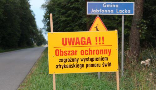 ASF: jak w powiecie zapobiegają chorobie
