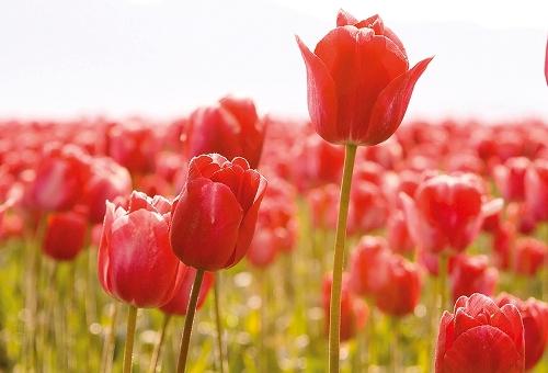 SUTW: tym razem o tulipanach