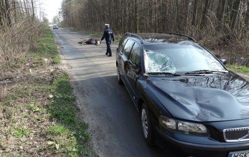 Volvo uderzyło w łosia