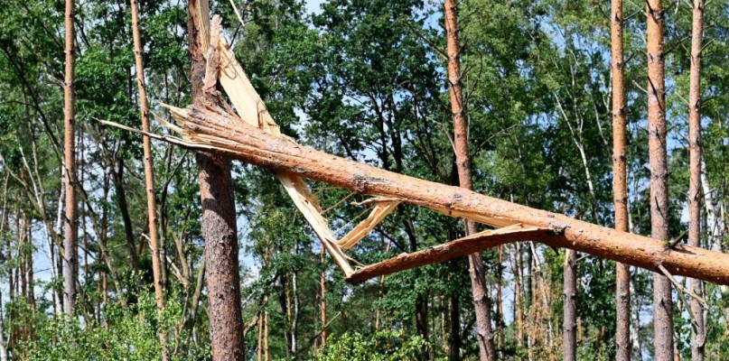 Zakaz wstępu do lasów! Ale powód jest zupełnie inny