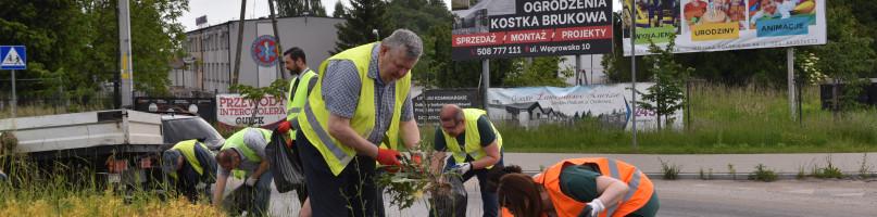 Burmistrz i miejscy urzędnicy wypielili chwasty na powiatowym rondzie