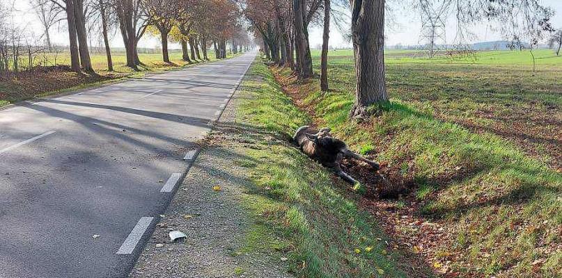Volkswagen uderzył w łosia. Zdarzenie miało nietypowy finał...