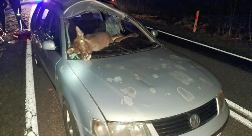 Na krajówce do Repek sarna wybiegła przed volkswagena