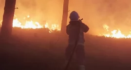 Lasy jak zapałki